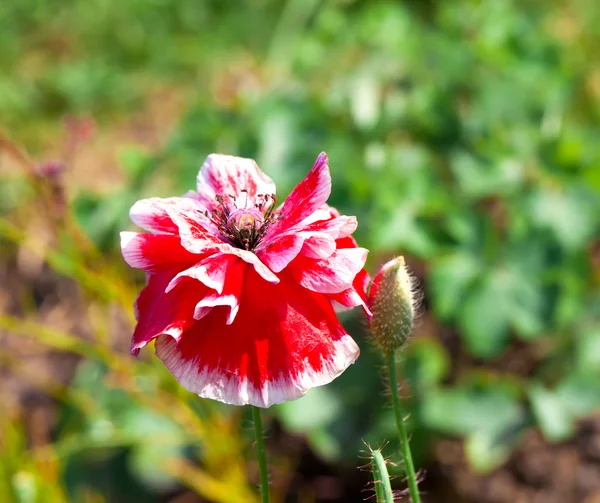 Papaver roee nomi comuni includono papavero di mais, rosa di mais, fie — Foto Stock