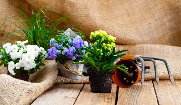 Campanula flores de rizo con herramientas de jardinería, en tela de saco, en w — Foto de Stock