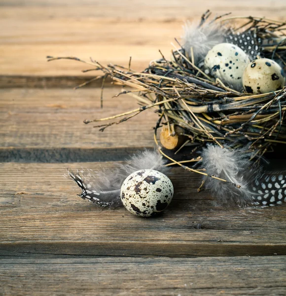 Quail eggs with feather on wooden background — Stock Photo, Image