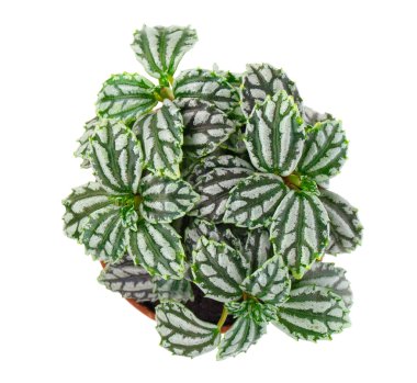 Pilea cadierei (alüminyum bitki veya karpuz pilea) bir beyaz 