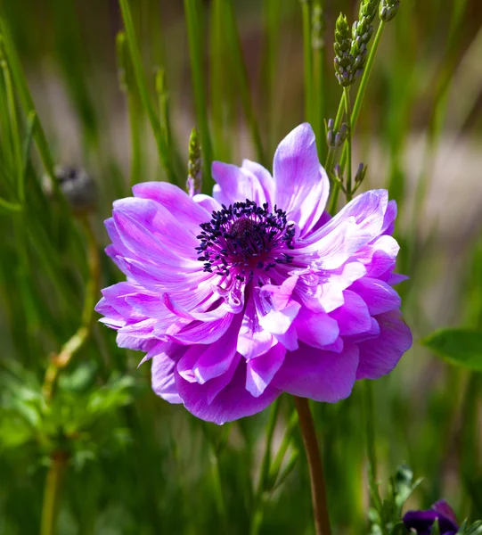 Plantas con flores de anémona en el jardín, familia Ranunculaceae — Foto de Stock