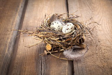 ahşap arka plan üzerinde tüy ile bıldırcın yumurtası