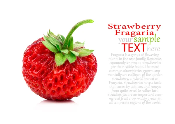 Aardbeien, Fragaria berry geïsoleerd op witte achtergrond — Stockfoto