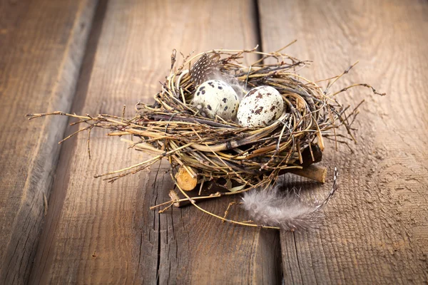 Quail eggs with feather on wooden background — Stock Photo, Image