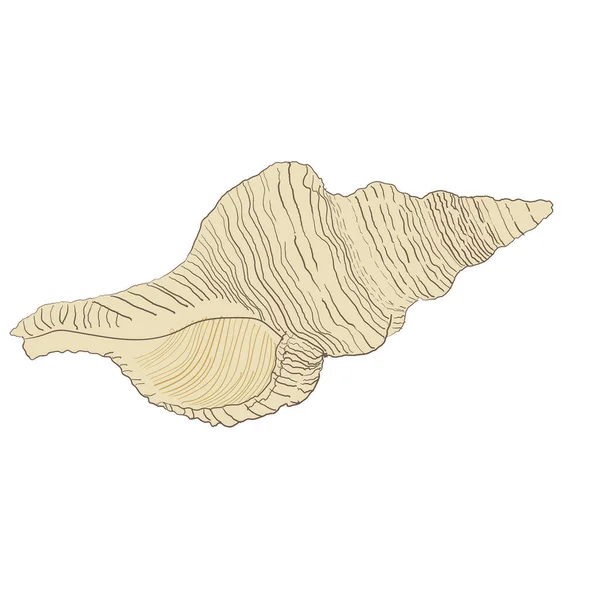 Ilustración vectorial de concha aislada sobre fondo blanco — Vector de stock