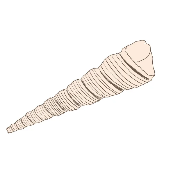 Seashell Vektor Illustration isoliert auf weißem Hintergrund — Stockvektor