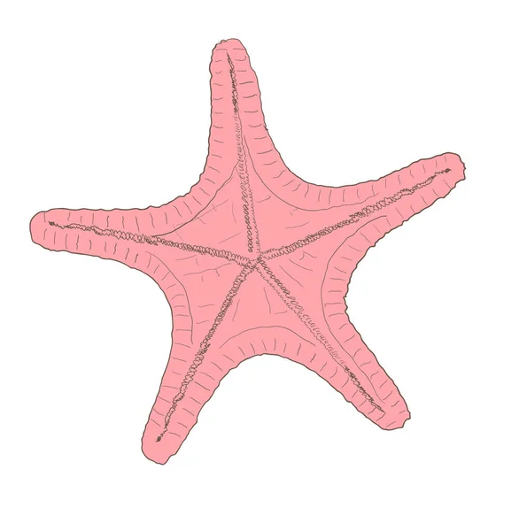 Starfish Vector Illustration Isolated White — Stock Vector