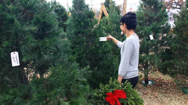 Boże Narodzenie drzewo dużo — Zdjęcie stockowe