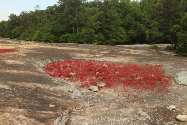 Arabia Mountain — Stock Photo, Image