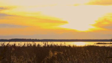 Kahverengi sazlıkların ince sapları sonbaharın günbatımında sallanıyor. Altın güneş, karanlık göl suyu ve bulutların arka planında..