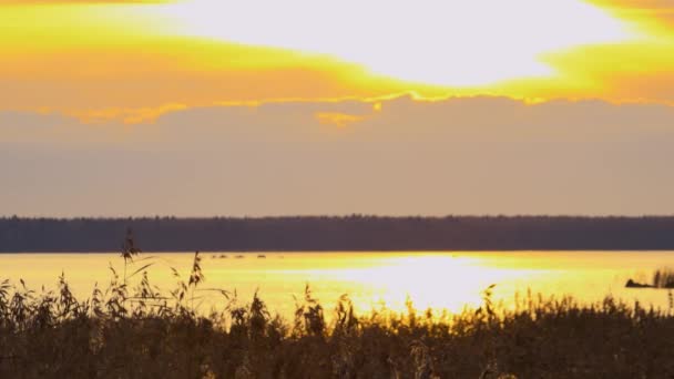 暗い湖の水と雲の背景に秋の黄金の太陽の夕日の光の中で茶色の葦の細い茎が揺れる — ストック動画