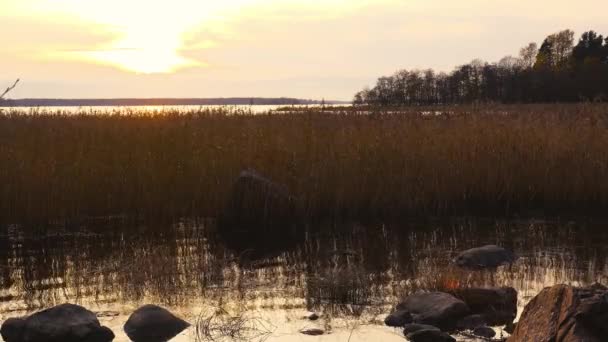 Steli Sottili Canne Marroni Ondeggiano Nei Raggi Del Tramonto Dell — Video Stock