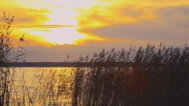 Kahverengi sazlıkların ince sapları sonbaharın günbatımında sallanıyor. Altın güneş, karanlık göl suyu ve bulutların arka planında..