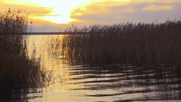 暗い湖の水と雲の背景に秋の黄金の太陽の夕日の光の中で茶色の葦の細い茎が揺れる — ストック動画