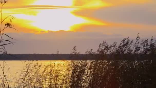 暗い湖の水と雲の背景に秋の黄金の太陽の夕日の光の中で茶色の葦の細い茎が揺れる — ストック動画