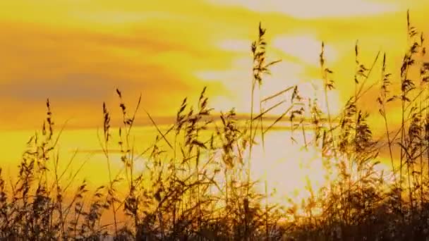 Tenké Stonky Hnědých Rákosí Houpají Paprscích Zapadajícího Slunce Podzimu Zlaté — Stock video