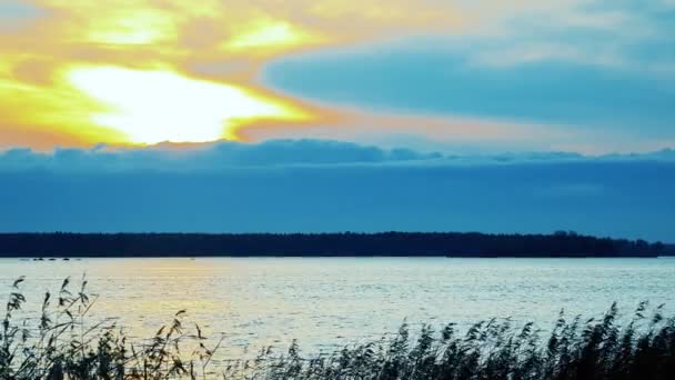 在秋日的金黄阳光下 在黑暗的湖水和乌云的映衬下 棕色芦苇的纤细枝干摇曳着 — 图库视频影像