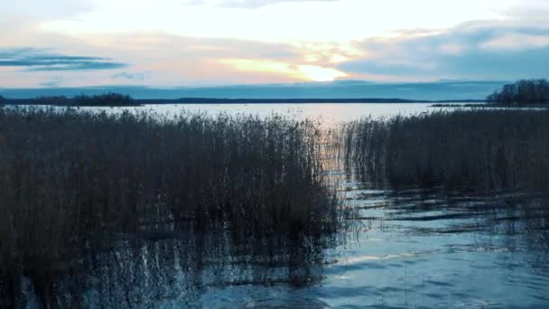 Steli Sottili Canne Marroni Ondeggiano Nei Raggi Del Tramonto Dell — Video Stock