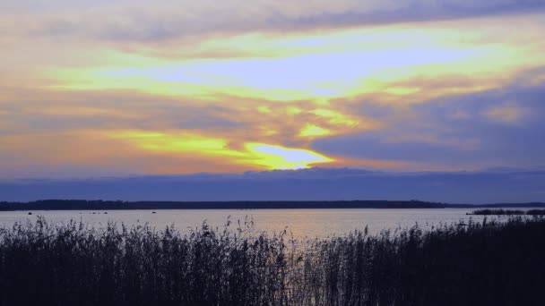 Dunne Stengels Van Bruin Riet Zwaaien Zonsondergang Stralen Van Herfst — Stockvideo