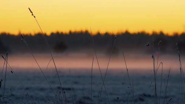 Altın Güneş Karla Kaplı Tarlanın Üzerinden Yükselir Soğuk Kış Manzarasını — Stok video