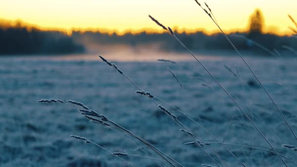 Gouden Zon Komt Het Besneeuwde Veld Schildert Het Koude Winterlandschap — Stockvideo