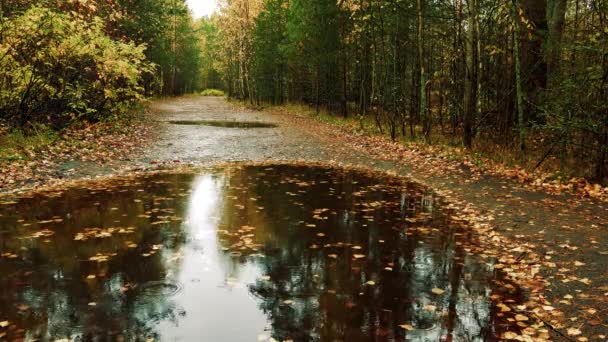 秋の森や木々には冷たい雨が降り 黄色の葉を水溜りにぶつける — ストック動画