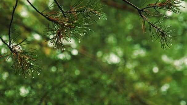 Heavy Drops Cold Rain Fall Autumn Forest Trees Knocking Yellowed — Stock Video