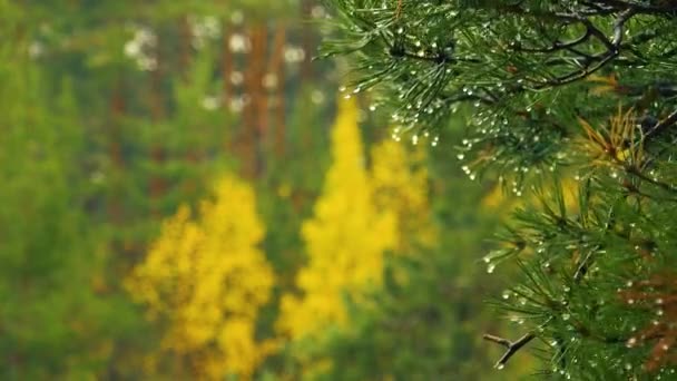 Sonbahar Ormanlarına Ağaçlara Şiddetli Soğuk Yağmur Damlaları Düşer Sarı Yaprakları — Stok video