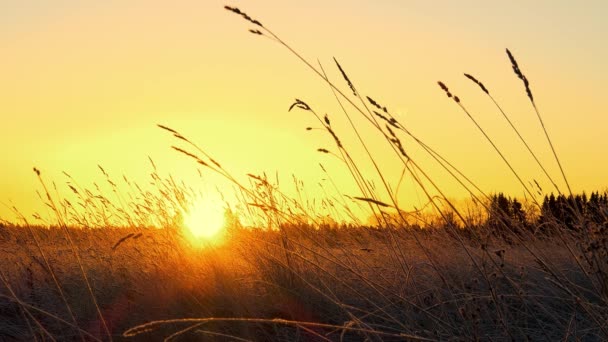 Gouden Zon Komt Het Besneeuwde Veld Schildert Het Koude Winterlandschap — Stockvideo