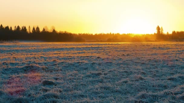 Золоте Сонце Сходить Над Засніженим Полем Малюючи Холодний Зимовий Пейзаж — стокове відео