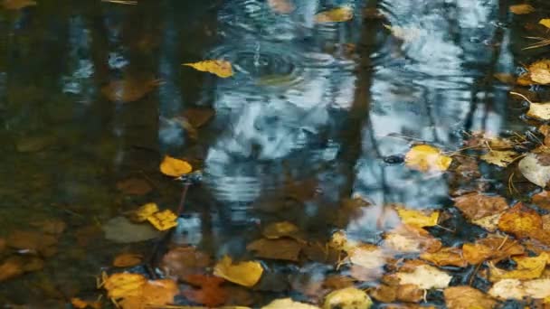 Samém Začátku Podzimu Kape Listí Stezky Lese Lehký Déšť — Stock video