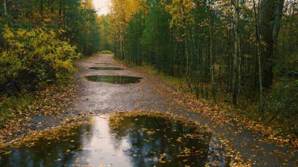 Gleich Beginn Des Herbstes Fallen Leichte Regentropfen Auf Die Blätter — Stockvideo