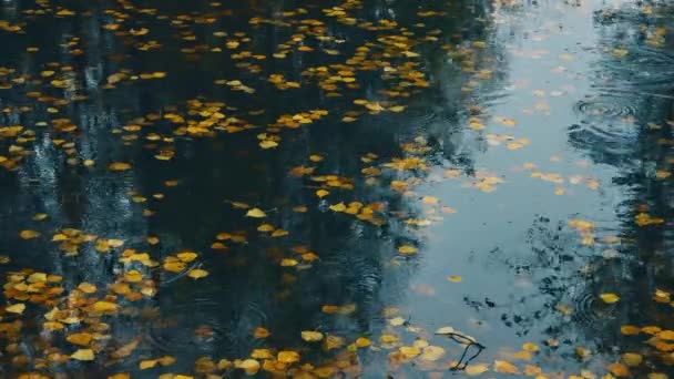 Gleich Beginn Des Herbstes Fallen Leichte Regentropfen Auf Die Blätter — Stockvideo