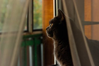 Pencereye bakan sevimli bir kedi.