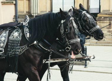 İki at güzel bir koşum takımına bağlanmış. Şehri gezmek için at arabası gezintisi. Yüksek kalite fotoğraf