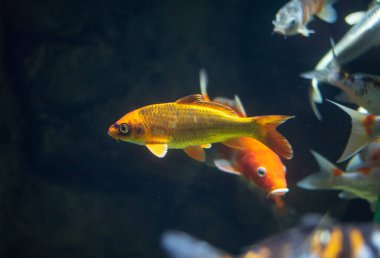 Akvaryumda renkli bir sazan balığı. 