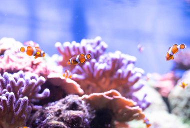 Derin denizde palyaço balığı. Berrak suda egzotik renkli balıklar. Bulanık arkaplan. 