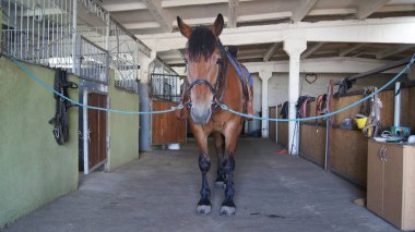 Ahırda koyu kahverengi bir aygırın yakın çekimi. At yetiştiriciliği ve çiftlik hayvanları yetiştiriciliği. 