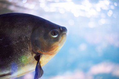 Colossoma makropomum, Colossoma cinsindeki tek tür olan Characidae familyasından bir balık türüdür.. 