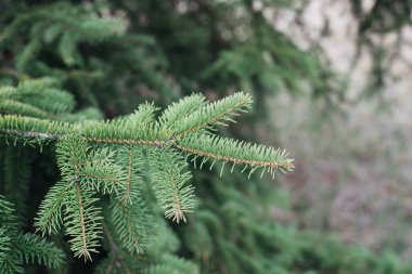 Ormanın bulanık arka planına yakın bir çam ağacının dalı. Duvar kağıdı, metin için boşluk. 