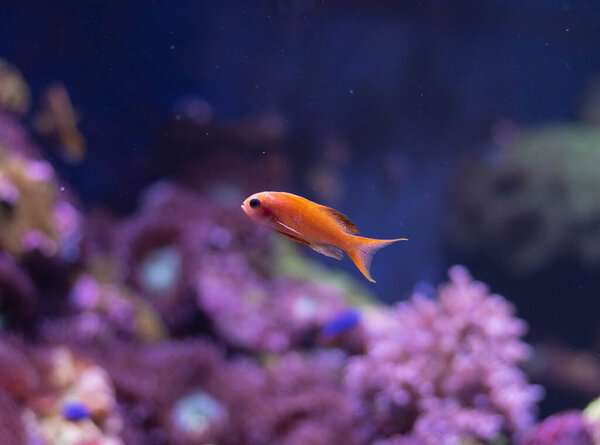 Лирохвосты это территориальные рыбы. Лирохвостая антия в аквариуме. 