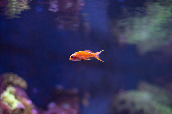 Лирохвосты это территориальные рыбы. Лирохвостая антия в аквариуме. 