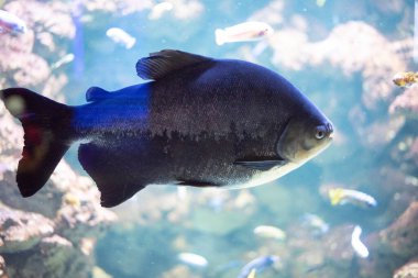 Colossoma makropomum, Colossoma cinsindeki tek tür olan Characidae familyasından bir balık türüdür.. 