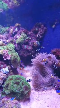 Temiz suda egzotik renkli balıklar. Akvaryumdaki küçük egzotik balıkların zengin sualtı yaşamı. 