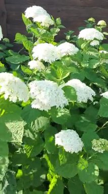 Beyaz çiçekli ortancalar rüzgarda savruluyor. Beyaz Ortanca. 