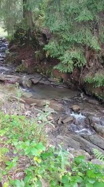 Hızlı akan bir nehir. Orman ve nehirlerin manzarası. Nehrin yukarıdan görünüşü. 