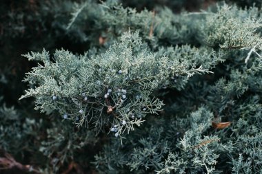 Ardıç ağacı, Cypress familyasından bir kozalaklı ağaç ve kozalaklı ağaç cinsidir.. 