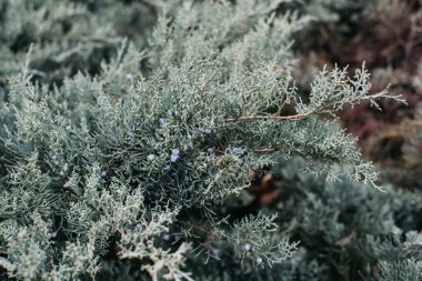 Ardıç ağacı, Cypress familyasından bir kozalaklı ağaç ve kozalaklı ağaç cinsidir.. 