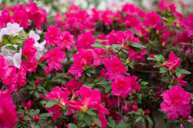 Bahçede açelyalar açıyor.. 