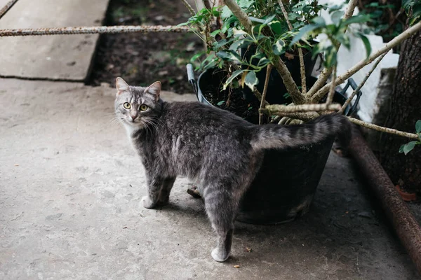 Beyaz göğüslü, pençeli şirin bir tekir kedi sana bakıyor..